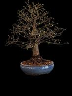 Ulmus chuhin bonsai, Bloeit niet, Halfschaduw, Overige soorten, Minder dan 100 cm