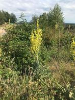 Gele toorts Verbascum of Koningskaars, Volle zon, Ophalen of Verzenden, Tweejarig, Kruiden