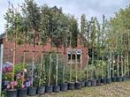 Groenblijvende leibomen!! Diversen soorten lei bomen, Tuin en Terras, Planten | Bomen, In pot, Leiboom, Halfschaduw, Ophalen of Verzenden