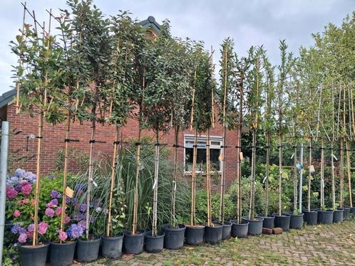 Groenblijvende leibomen!! Diversen soorten lei bomen, Tuin en Terras, Planten | Bomen, Leiboom, 250 tot 400 cm, Halfschaduw, Zomer