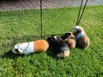 Cavia Beertjes, Dieren en Toebehoren, Knaagdieren, Mannelijk, Cavia, Na 1 juli 2024