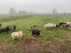 Mooie groep quessant rammen van 2025, Dieren en Toebehoren, Mannelijk, Schaap