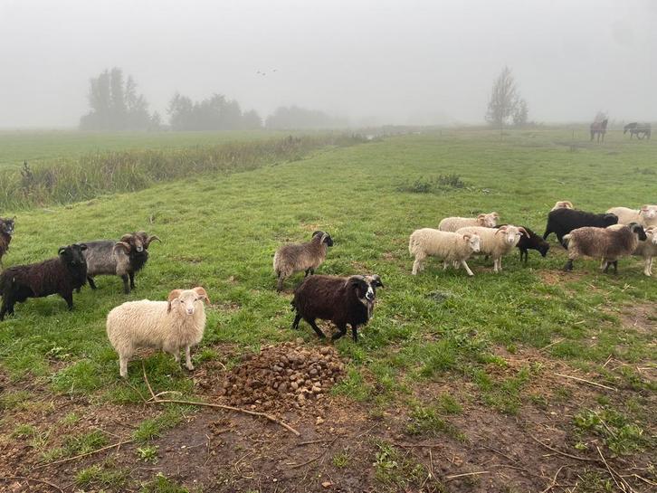 Mooie groep quessant rammen van 2025, Dieren en Toebehoren, Schapen, Geiten en Varkens, Schaap, Mannelijk