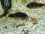 Groep van 6 volwassen Corydoras Venezuela black, Vis