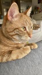 Poesje Maira ️, Dieren en Toebehoren, Katten en Kittens | Overige Katten, Poes