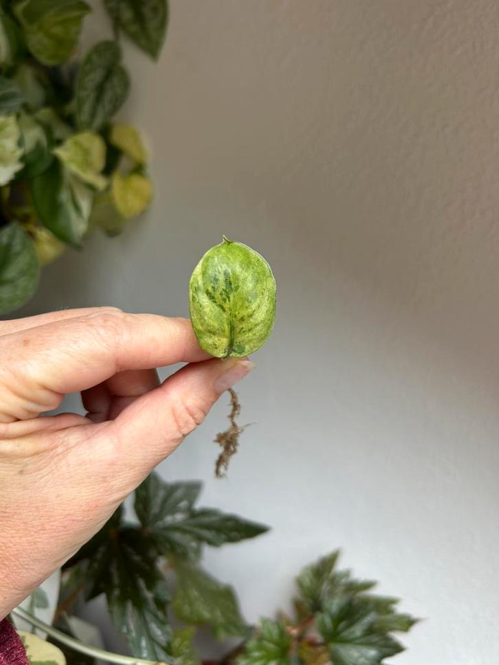 Scindapsus jade satin mint, stek uit wetstick, Huis en Inrichting, Kamerplanten, Minder dan 100 cm, Halfschaduw, Ophalen of Verzenden