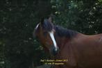 Lieve grote sportieve D pony (1.47), Gechipt, Springpony, 11 jaar of ouder, Ruin