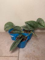 Epipremnum pictus trebie, Ophalen of Verzenden, Halfschaduw, Minder dan 100 cm