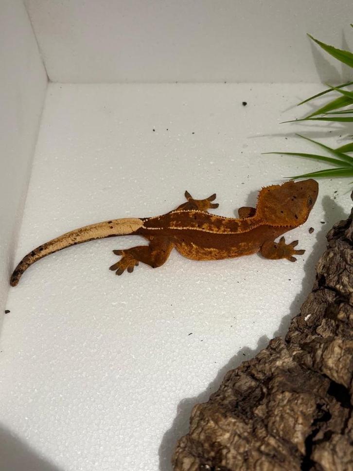 Wimpergekko - nakweek