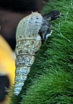 Torenslakken te koop, Dieren en Toebehoren, Slak of Weekdier, Zoetwatervis