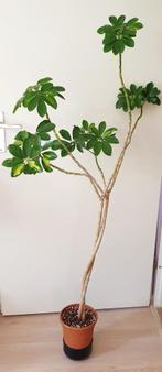 Schefflera variegated, populaire kamerplantje, Overige soorten, Ophalen of Verzenden, In pot, Minder dan 100 cm