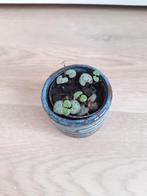 Ceropegia Wodii - Chinees lantaarnplantje, Overige soorten, Minder dan 100 cm, Bloeiende kamerplant, Halfschaduw