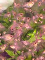 Jonge diamant goerami’s, Dieren en Toebehoren, Vis