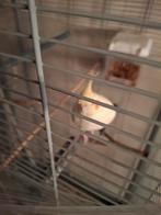 valkpatkiet 2025, Dieren en Toebehoren, Vogels | Parkieten en Papegaaien, Mannelijk, Parkiet