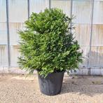 Taxus Baccata Struik - 120cm, Vaste plant, Bloeit niet, Halfschaduw, Ophalen