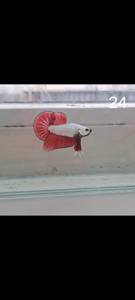 Betta spelndens Hmpk dragons. Lees de beschrijving, Dieren en Toebehoren, Vissen | Aquariumvissen, Vis