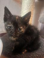 Lieve kittens te koop, Dieren en Toebehoren, Meerdere dieren