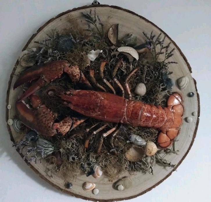 Taxidermie opgezette kreeft met schelpen, Verzamelen, Dierenverzamelingen, Nieuw, Opgezet dier, Overige soorten, Ophalen of Verzenden