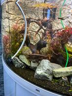 Trigion 350 wit, Ophalen of Verzenden, Gevuld zoetwateraquarium