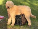 Labradoodle pups medium, Overige rassen, 8 tot 15 weken, Meerdere, Meerdere dieren