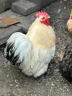 Gratis leuk klein Cochin haantje, Dieren en Toebehoren, Pluimvee, Mannelijk, Kip