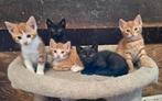 Bijzonder gekleurde kittens, Meerdere dieren