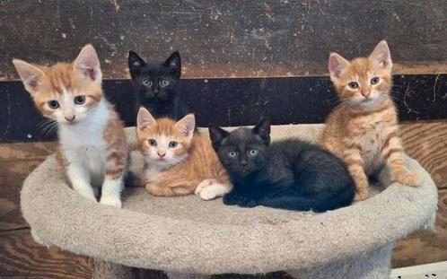 Bijzonder gekleurde kittens, Dieren en Toebehoren, Katten en Kittens | Overige Katten, Meerdere dieren