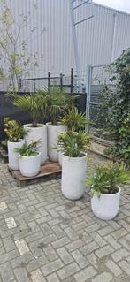 Set van 8 betonnen plantenbakken met spaanse palmboom, Tuin en Terras, Gebruikt, Rond, Beton, Tuin