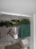 Zwartkop Sijs man, Dieren en Toebehoren, Mannelijk, Wildzangvogel, Geringd