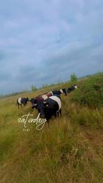 Lakenvelder en blaarkop runderen gevraagd!, Dieren en Toebehoren