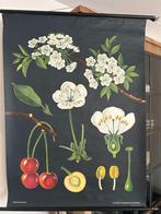 Kers (Jung en Koch), Antiek en Kunst, Ophalen of Verzenden, Natuur en Biologie