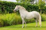 Zeer knappe lieve Welsh pony, Dieren en Toebehoren, Pony's, Merrie, 3 tot 6 jaar
