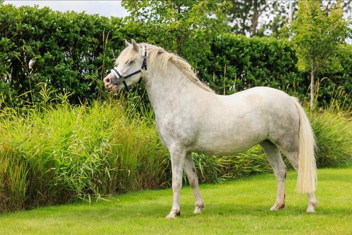 Zeer knappe lieve Welsh pony, Dieren en Toebehoren, Pony's, Merrie, 3 tot 6 jaar