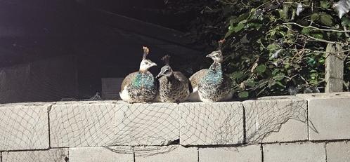 Pauwen kuikens loslopend, Dieren en Toebehoren, Pluimvee, Overige soorten, Meerdere dieren