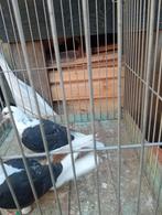 Nest koppel zwart schildkleurpostduiven, Dieren en Toebehoren, Vogels | Duiven