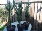 Te koop mooie grote cactussen, Huis en Inrichting, Kamerplanten, Ophalen, 100 tot 150 cm, Volle zon, In pot