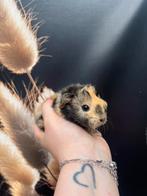 Super knap peruvian cavia beertje🩵 (koppeltje), Dieren en Toebehoren, Knaagdieren, Cavia, Mannelijk, Juli, Tam