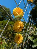 Dahlia knol Golden Scepter 120-140 cm, Ophalen, Volle zon, Overige soorten