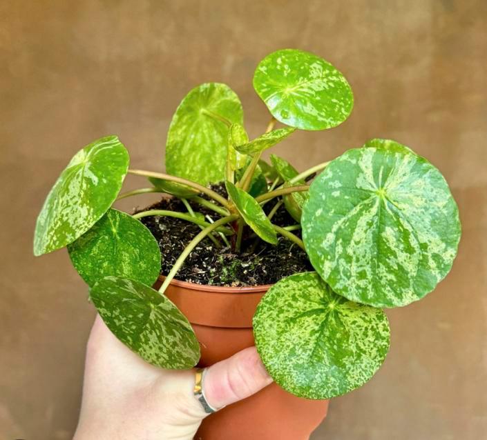 Mojhito pannekoekplant stekjes, Huis en Inrichting, Kamerplanten, Overige soorten, Minder dan 100 cm, Ophalen of Verzenden