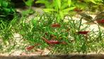 Vuurgarnalen met gratis christmas moss, Dieren en Toebehoren, Vissen | Aquariumvissen, Kreeft, Krab of Garnaal, Zoetwatervis, Schoolvis