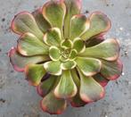 Aeonium Black King Kong, Vetplant, Ophalen of Verzenden, Minder dan 100 cm, Volle zon