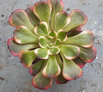 Aeonium Black King Kong beschikbaar voor biedingen