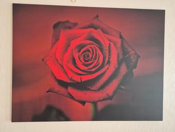 Prachtige roos op canvas doek beschikbaar voor biedingen