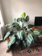 Prachtige Philodendron Tatei Congo, Huis en Inrichting, Kamerplanten, Overige soorten, 100 tot 150 cm, Halfschaduw, In pot