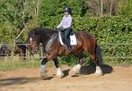 Unieke 7 jarige Shire ruin, Dieren en Toebehoren, Paarden, 175 cm of meer, Gechipt, Ruin, 7 tot 10 jaar