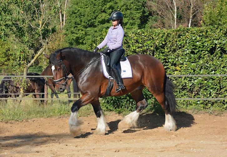 Unieke 7 jarige Shire ruin, Dieren en Toebehoren, Paarden, Ruin, 175 cm of meer, 7 tot 10 jaar, Recreatiepaard, Met stamboom, Gechipt