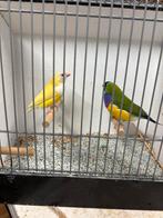 Gouldamadines, Meerdere dieren