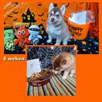 Pomsky teefje, 8 tot 15 weken, Meerdere, Nederland, Fokker | Hobbymatig