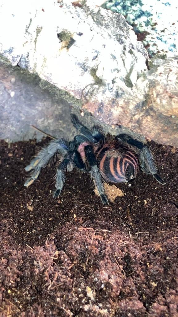 Davus pentaloris vrouw 2024 met Exo Terra Terrarium, Dieren en Toebehoren, Insecten en Spinnen, Spin of Schorpioen