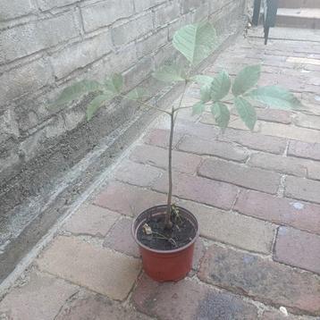 Walnotenboompje - Prachtige kleine boom beschikbaar voor biedingen